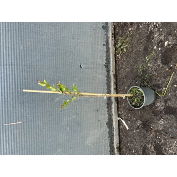 LAGERSTROEMIA na pniu Różowa bez południa - sadzonki 100 / 120 cm
